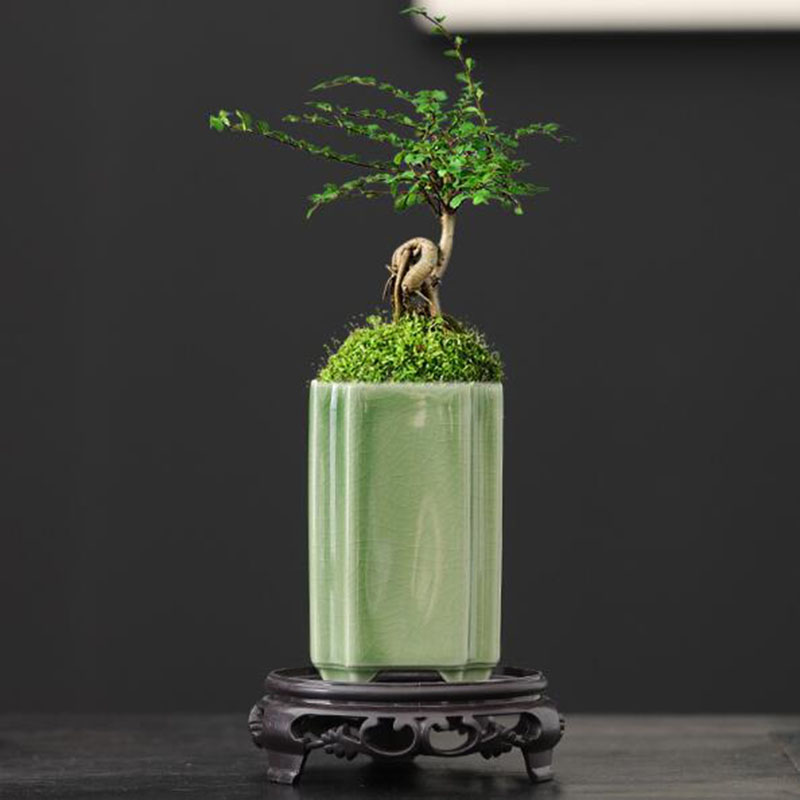 Bonsai Garden Art - الخزف مربع سيلادون المزجج الأوركيد الزهرية