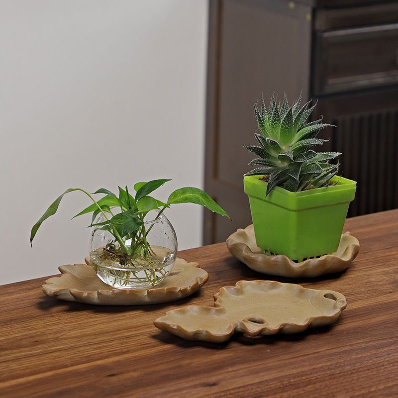 نباتات مائية من الخشب البرازيل - مراجعة Drip Tray Saucer وسعره