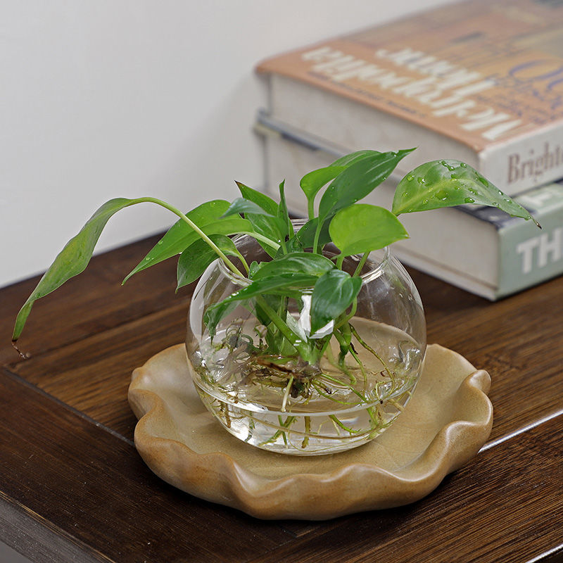 نباتات مائية من الخشب البرازيل - مراجعة Drip Tray Saucer وسعره