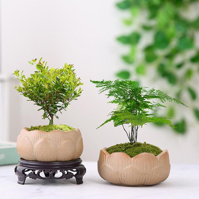 وعاء نبات لوتس من الفخار الخشن - مراجعة Bonsai Garden Art وسعره