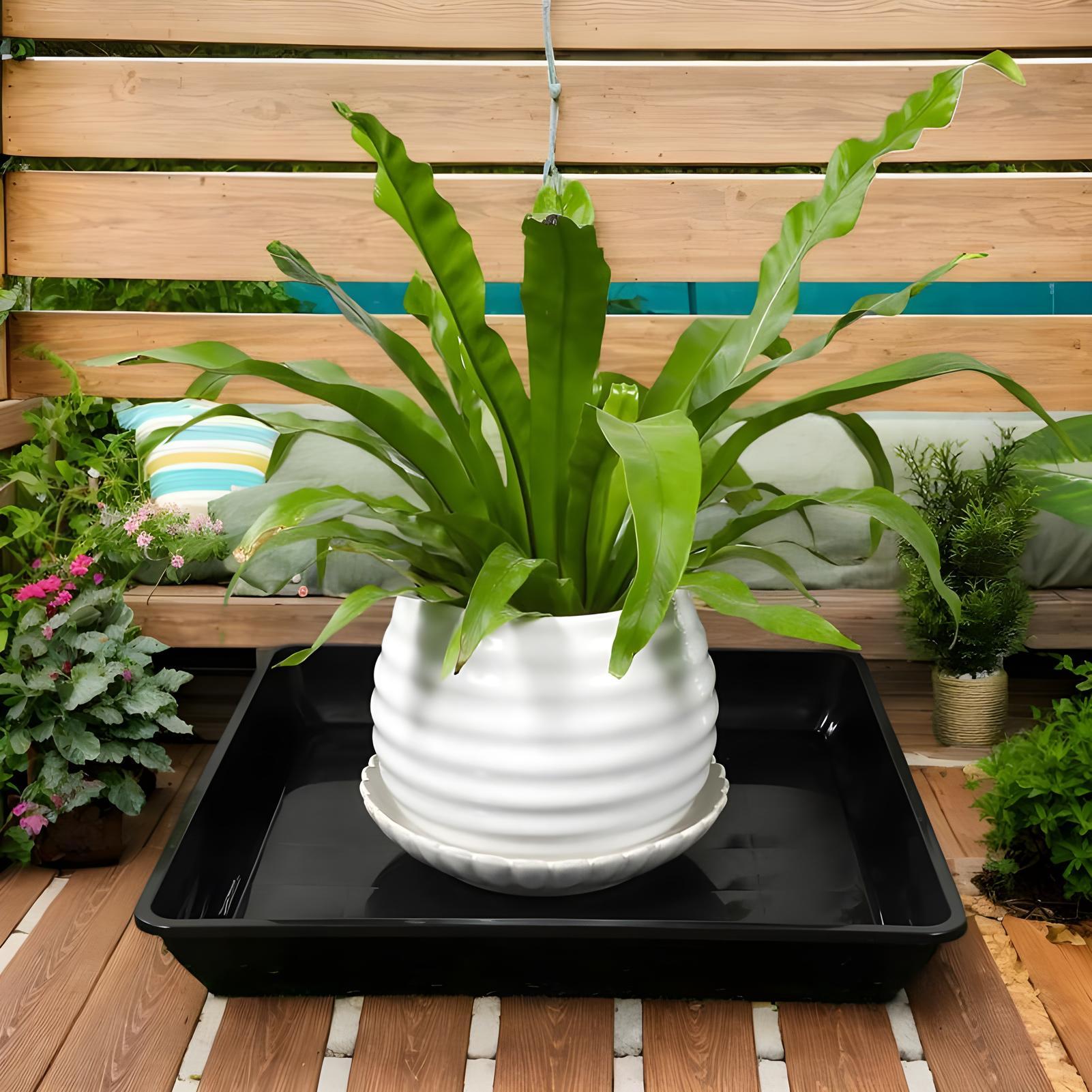 صواني نباتات للأصص، قطعتين، صح - مراجعة Drip Tray Saucer وسعره