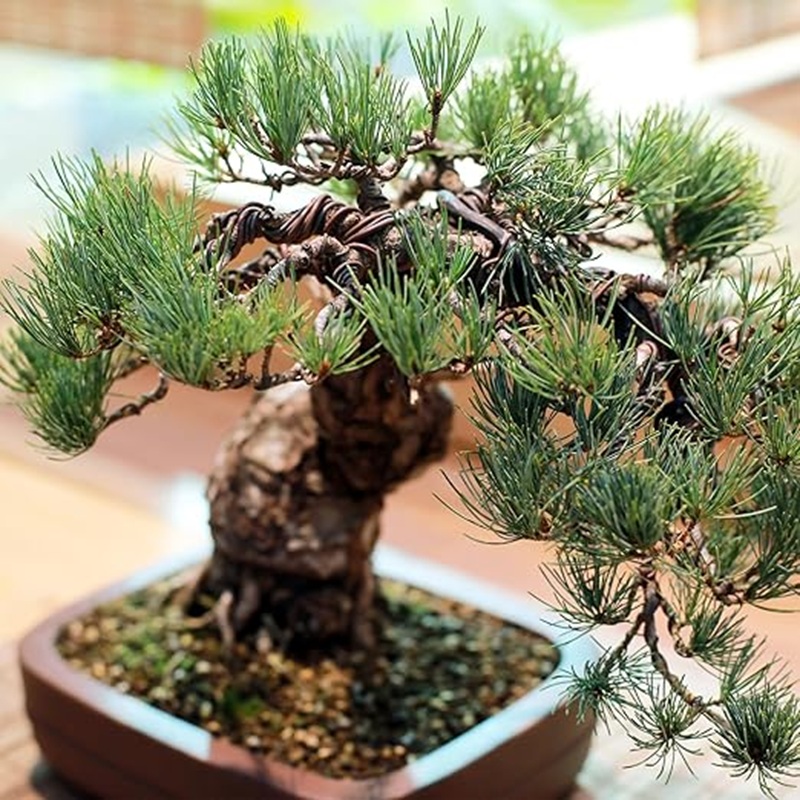 سلك بونساي من الألومنيوم الأسو - مراجعة Bonsai Garden Art وسعره